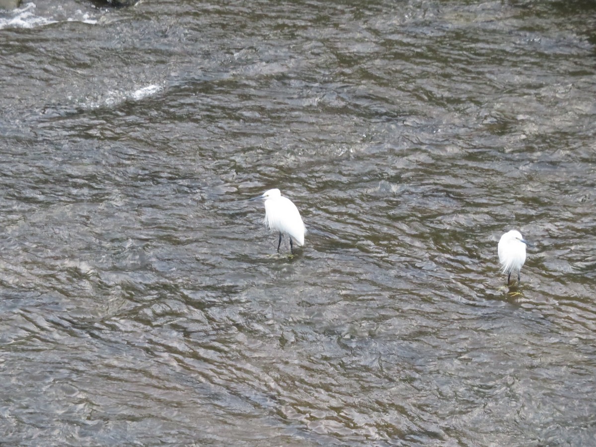 Garceta Común - ML644691360