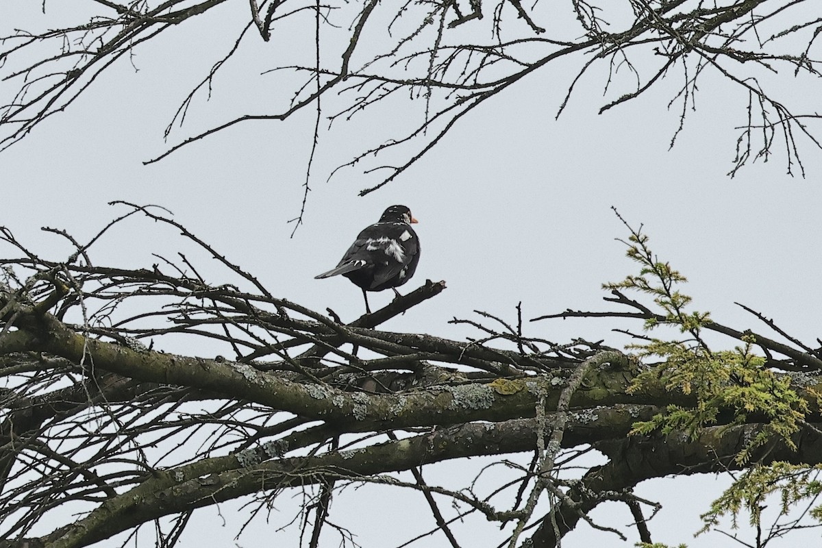 Merle noir - ML644691361