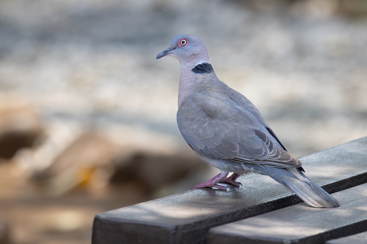 Tórtola Engañosa - ML644691363