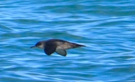 Pardela Balear - ML644691365