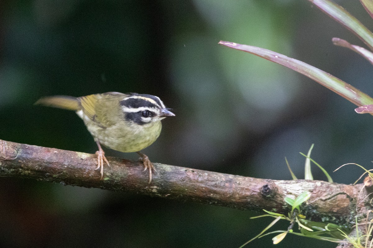 Reinita Cabecilistada - ML644691366