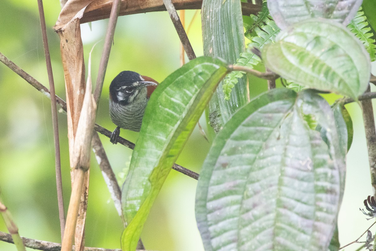 Cucarachero Cabecinegro - ML644691367