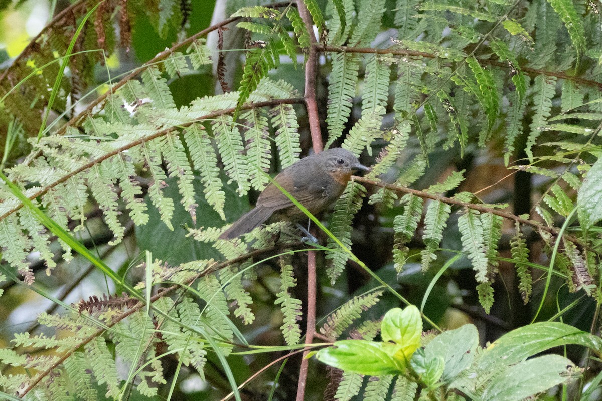 Hormiguero de Parker - ML644691368