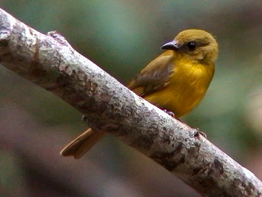 Tangara Aliblanca - ML644691369