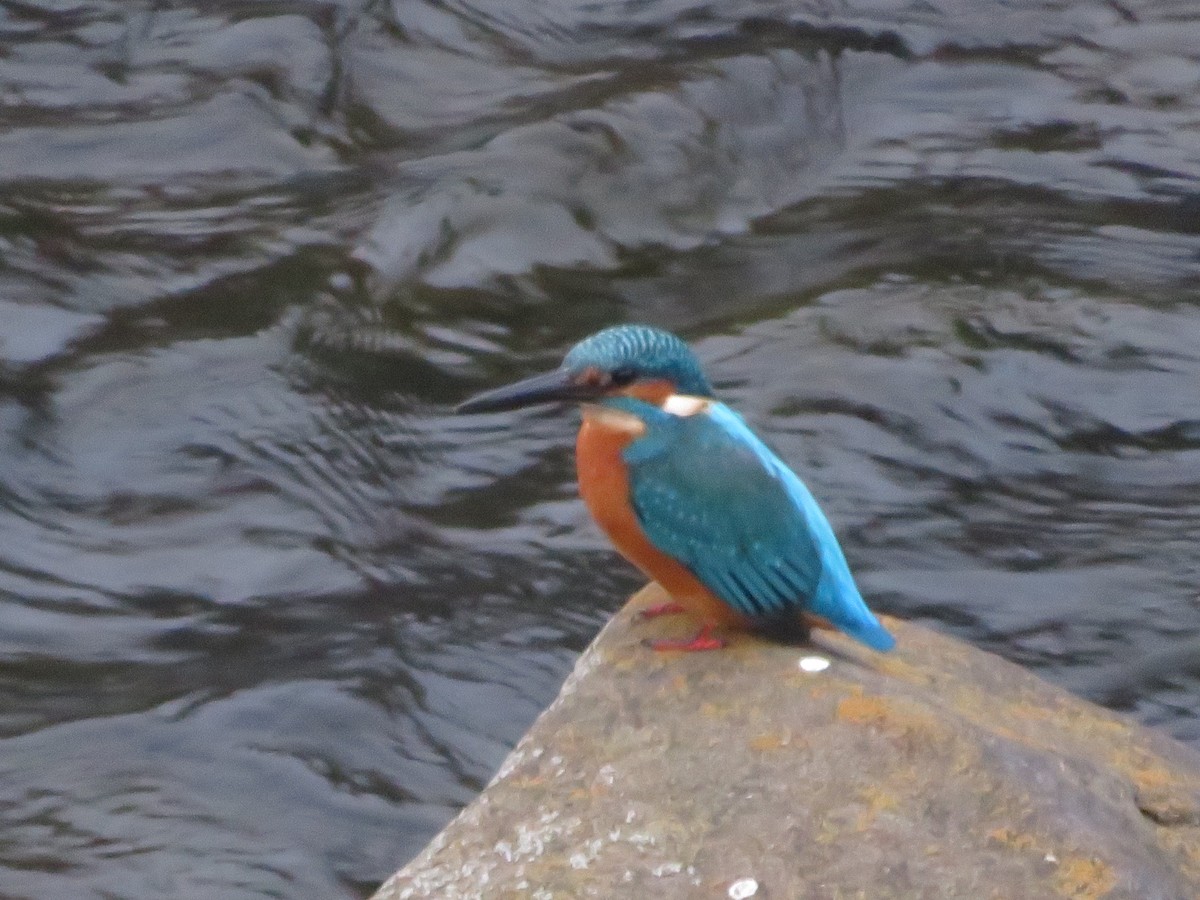 Martín Pescador Común - ML644691370