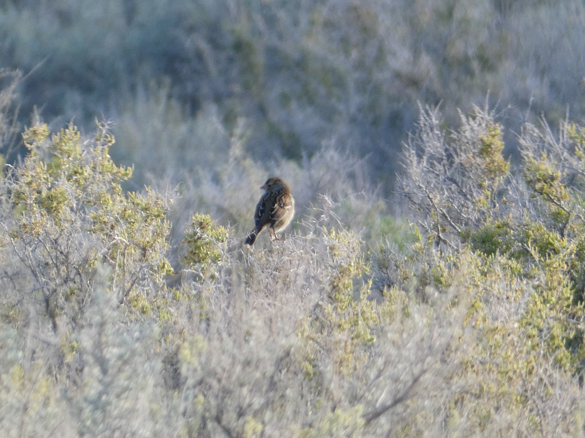 White-crowned Sparrow (Gambel's) - ML644691374
