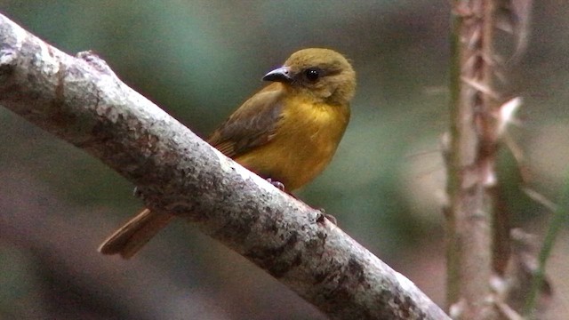 White-winged Shrike-Tanager - ML644691376