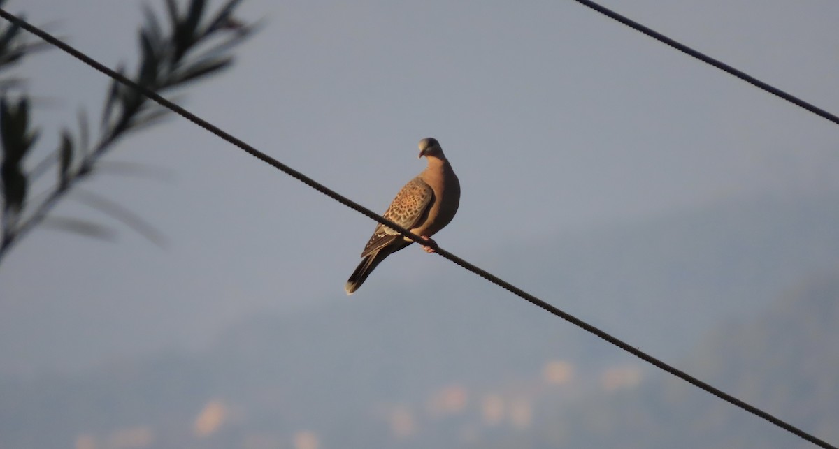 Büyük Üveyik - ML644691397