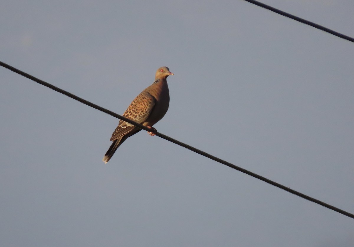 Büyük Üveyik - ML644691399