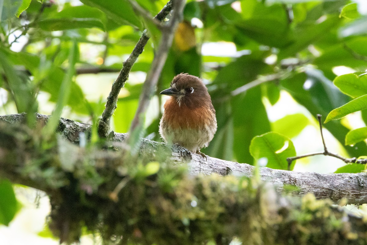 Bıyıklı Pufkuşu - ML644691415