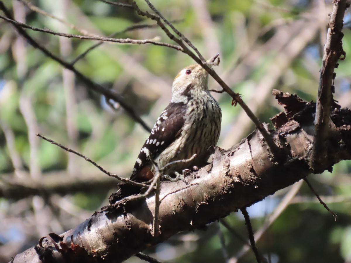 Brown-fronted Woodpecker - ML644691418