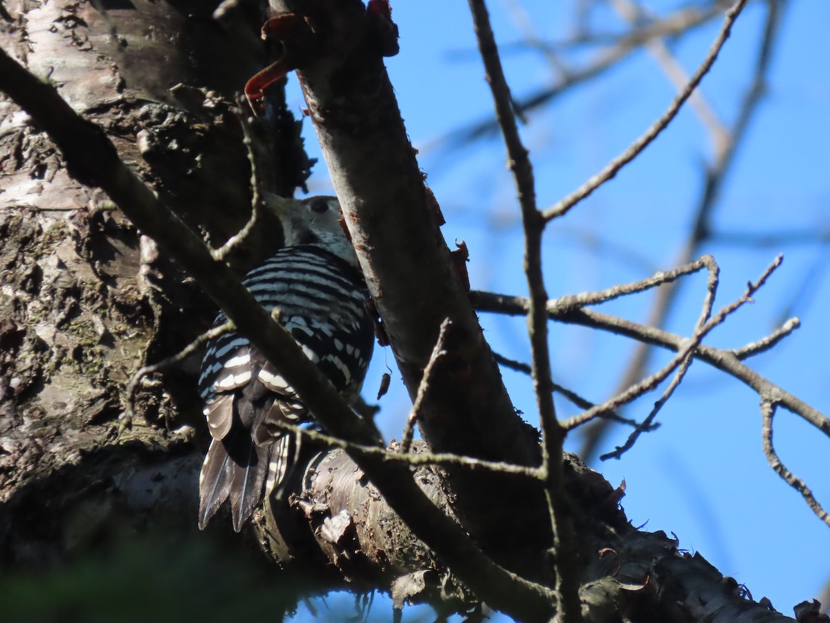 Brown-fronted Woodpecker - ML644691419