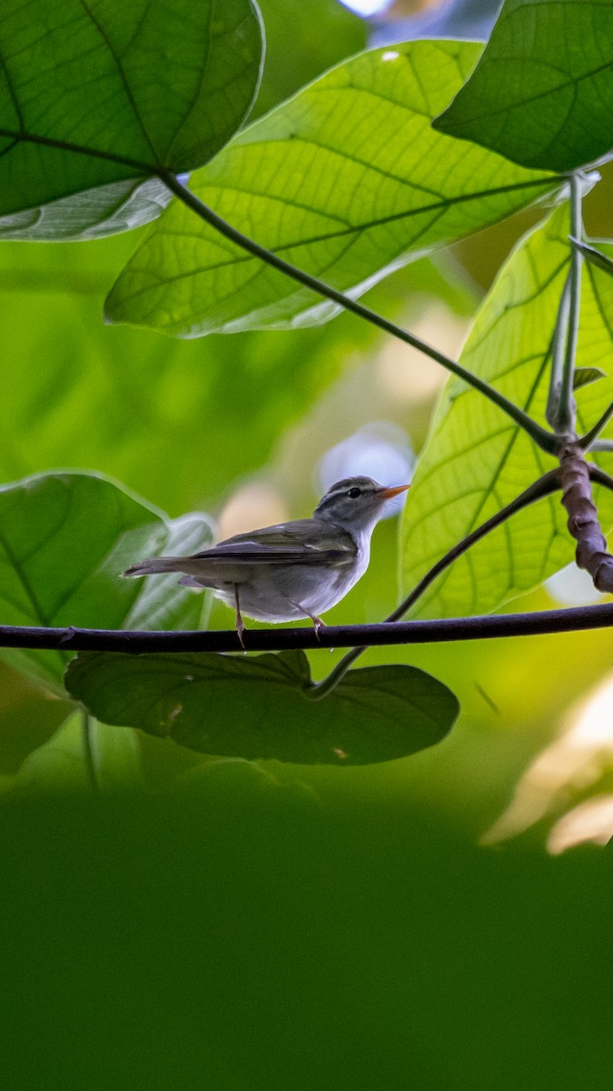Taçlı Çıvgın - ML644691420
