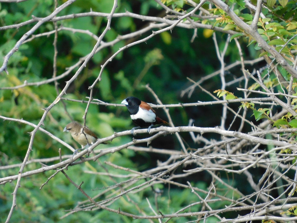 Üç Renkli Munya - ML644691421