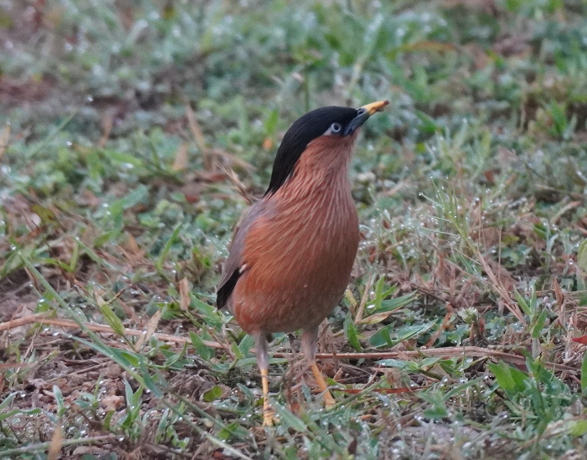 Brahman Sığırcığı - ML644691422