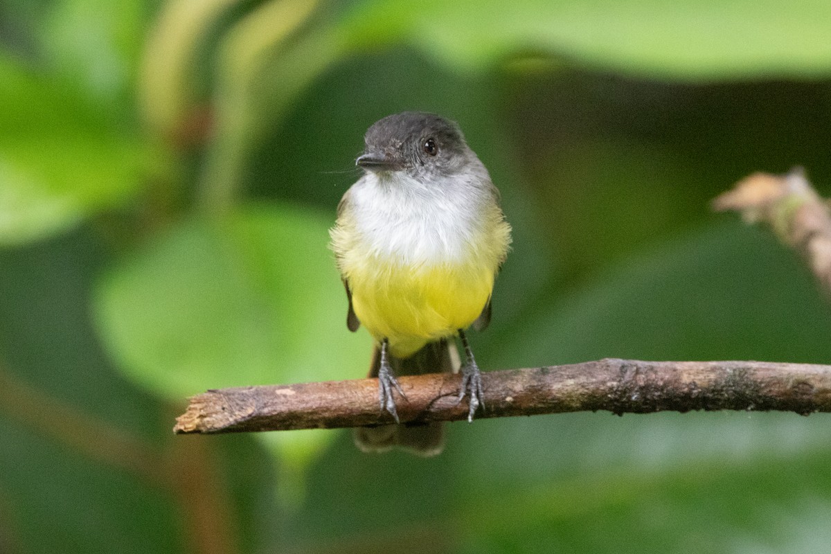 Boz Başlı Sinekkapan - ML644691423