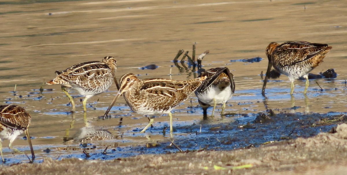 Wilson Suçulluğu - ML644691424