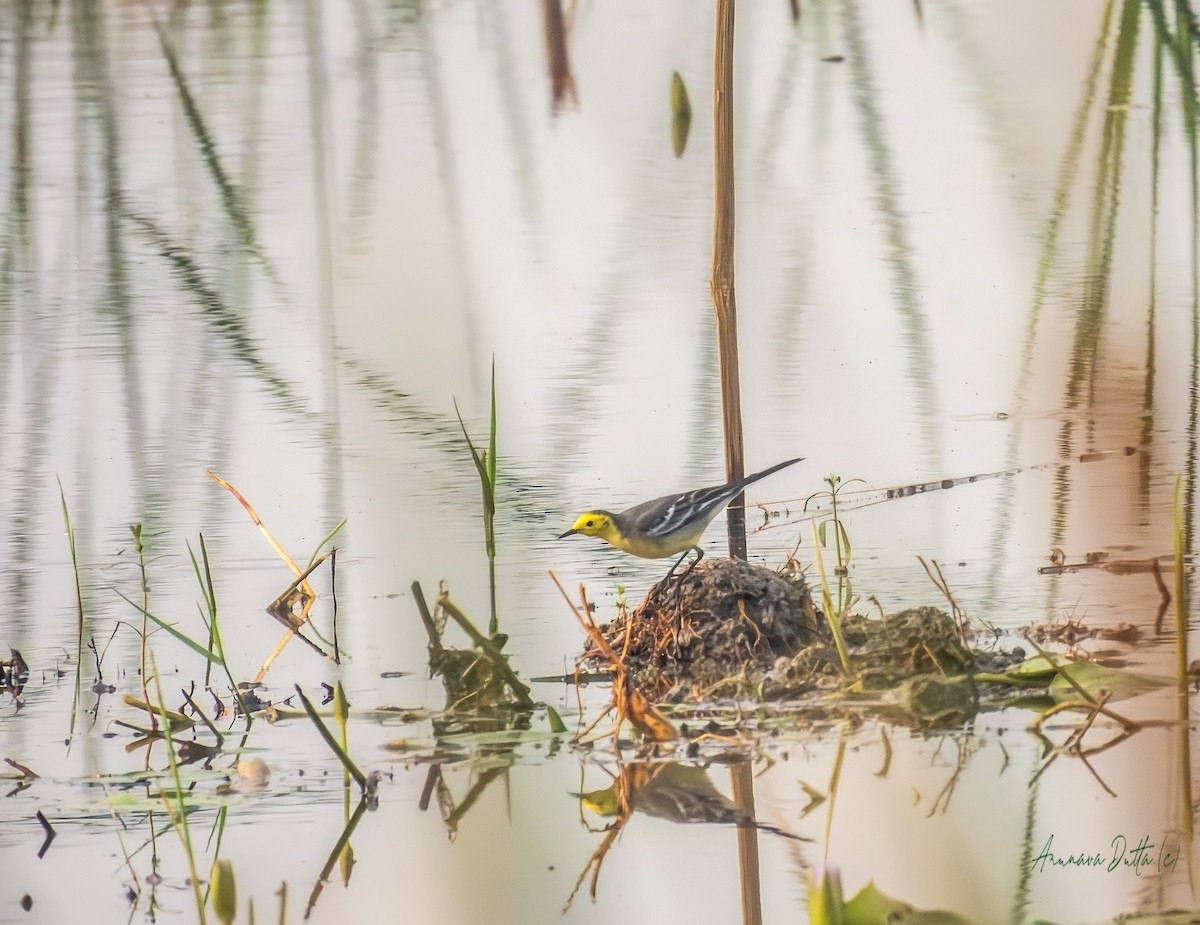 Sarı Başlı Kuyruksallayan - ML644691425