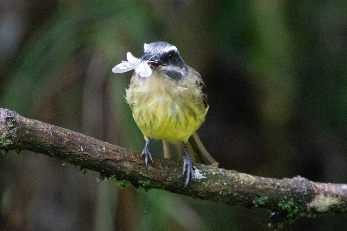 Altın Karınlı Tiran - ML644691426