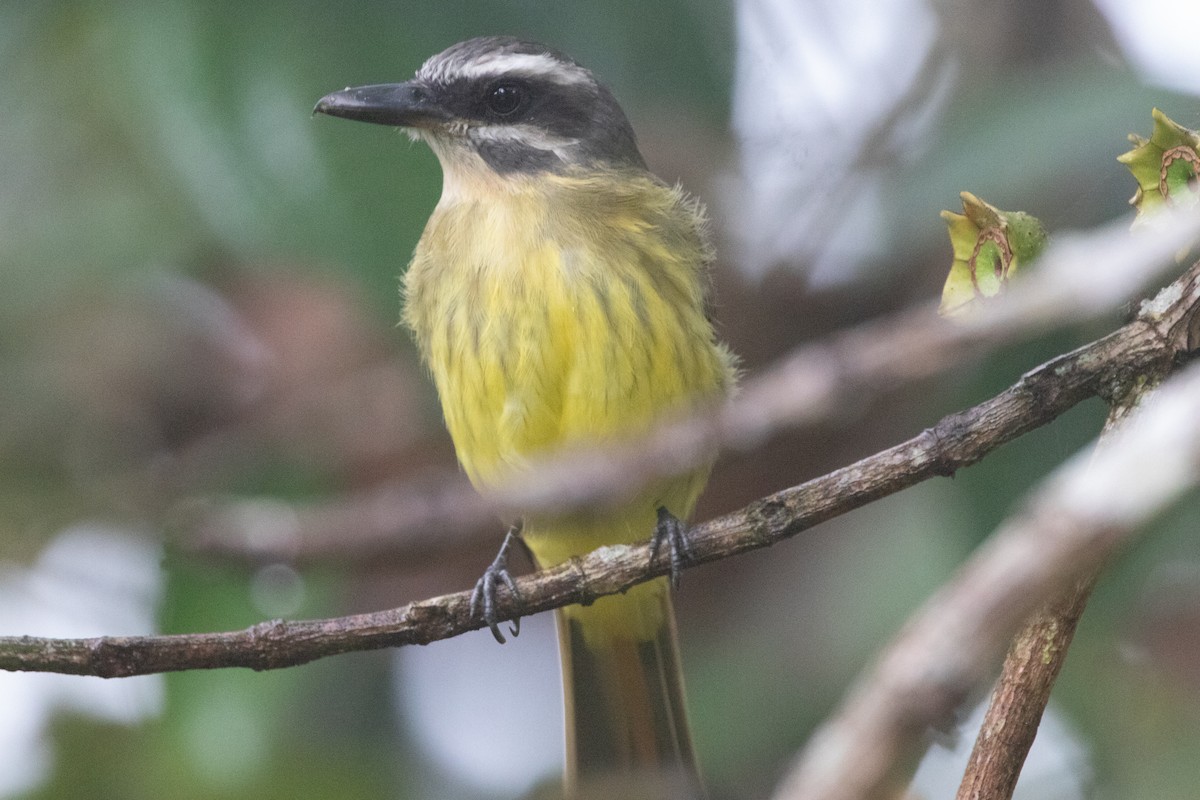 Altın Karınlı Tiran - ML644691427