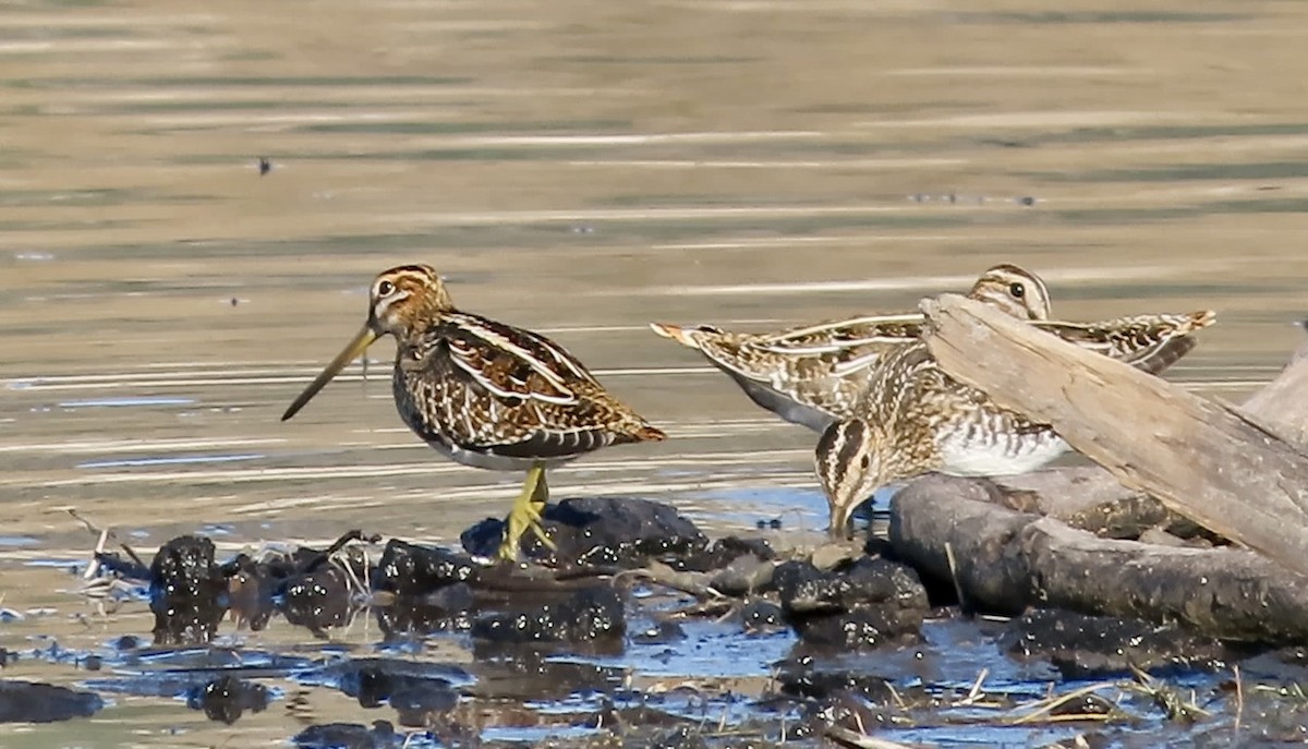 Wilson Suçulluğu - ML644691428