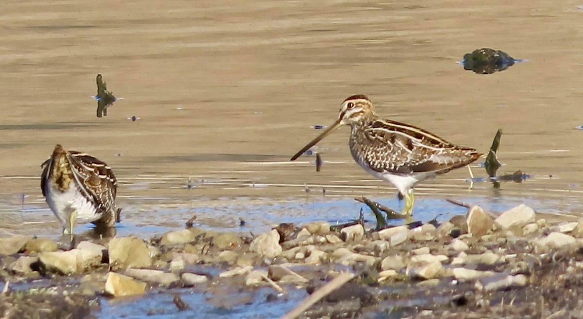 Wilson Suçulluğu - ML644691429