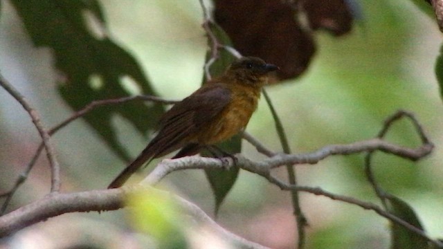 Ak Kanatlı Yırtıcı Tangara - ML644691430