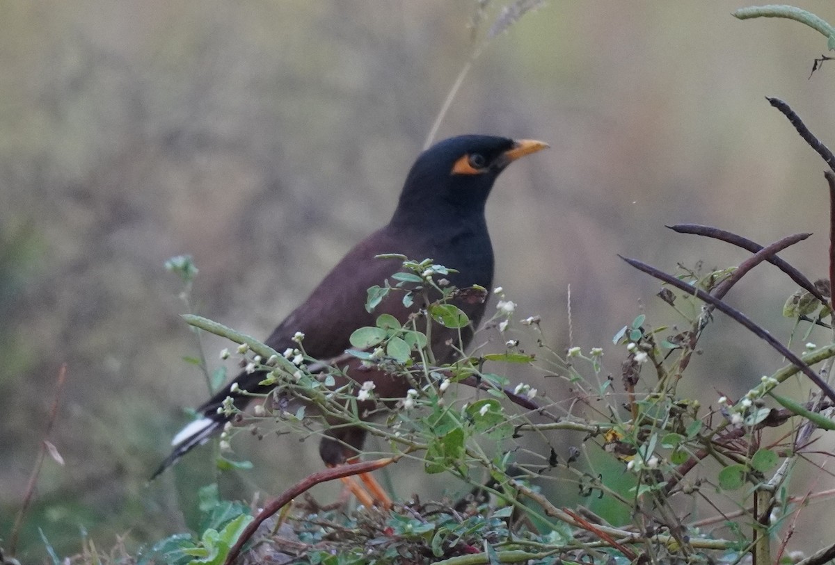 Çiğdeci - ML644691433