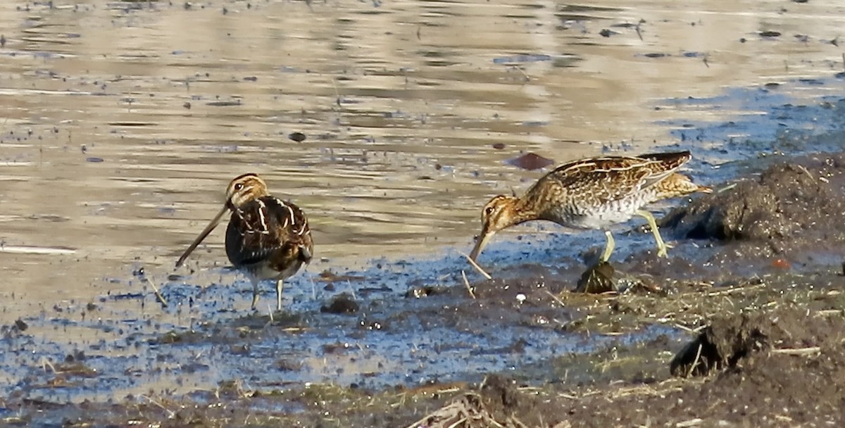 Wilson Suçulluğu - ML644691434