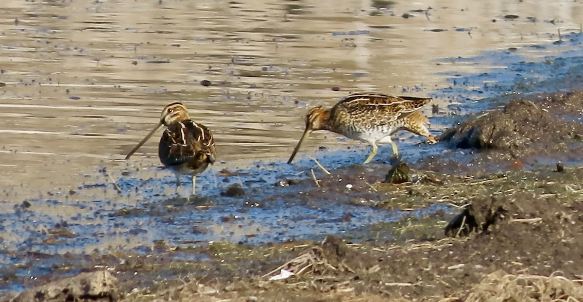 Wilson Suçulluğu - ML644691435