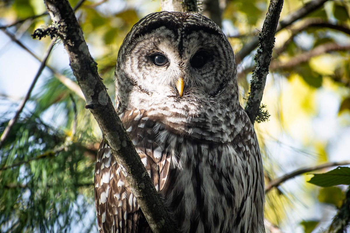 Çizgili Baykuş - ML644691436