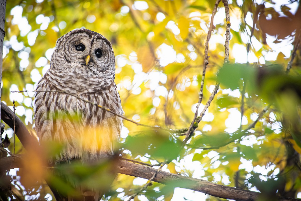 Çizgili Baykuş - ML644691437