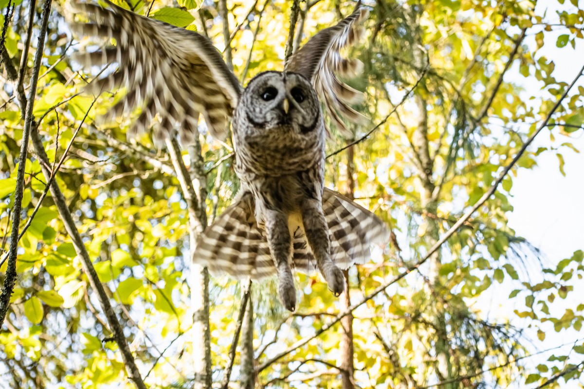 Çizgili Baykuş - ML644691438