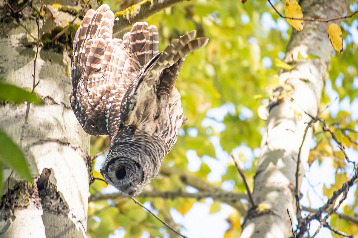 Çizgili Baykuş - ML644691439