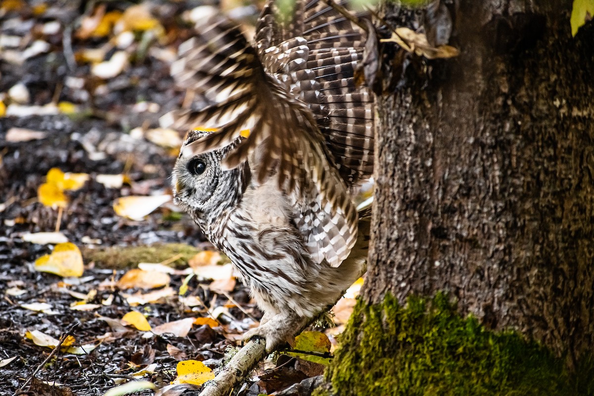 Çizgili Baykuş - ML644691440