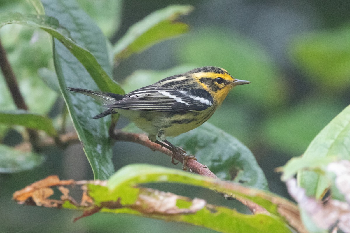 Turuncu Boğazlı Ötleğen - ML644691441