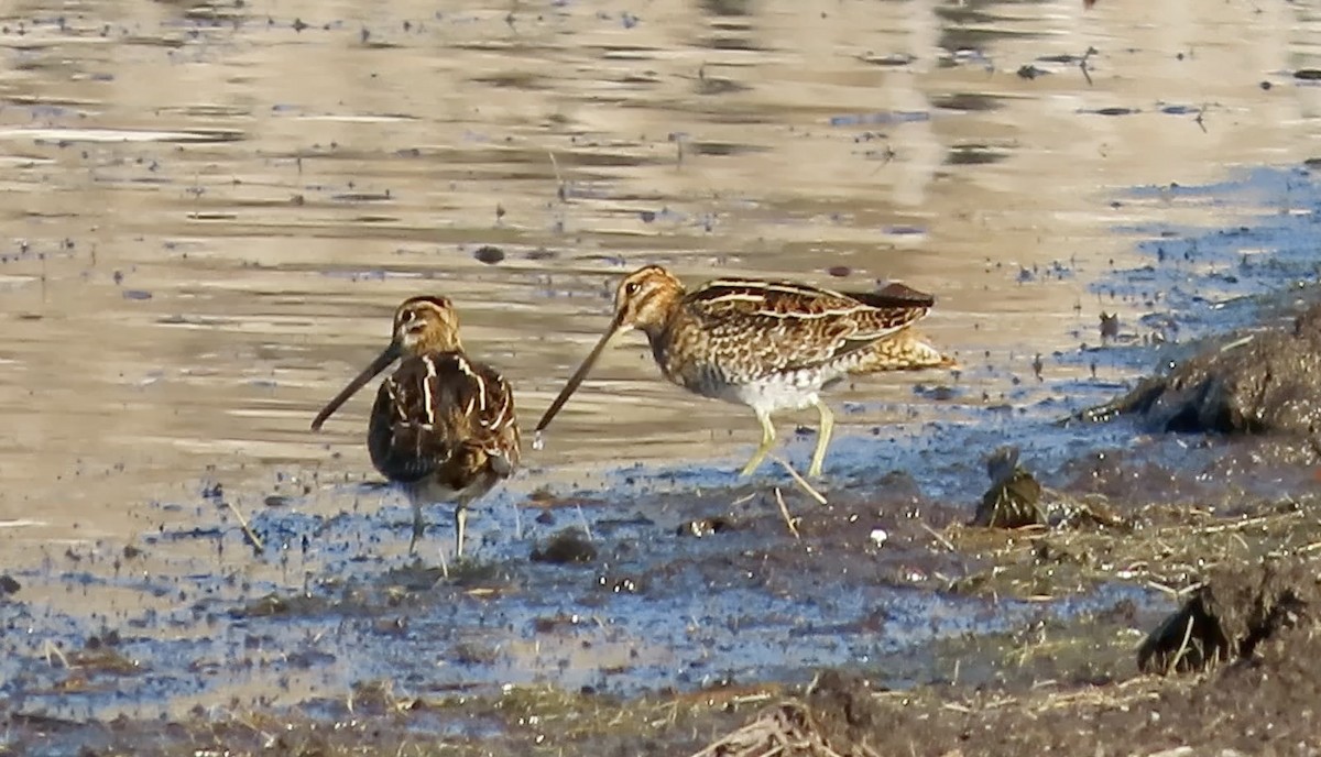 Wilson Suçulluğu - ML644691442