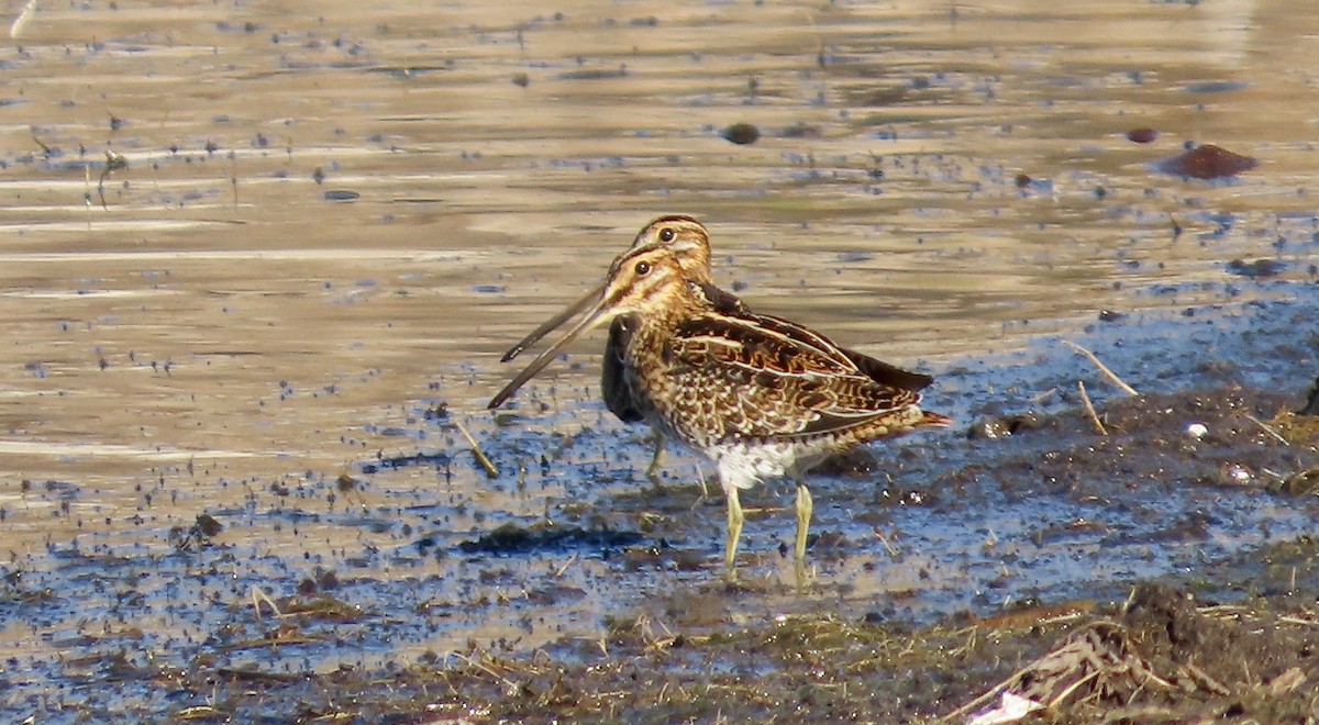 Wilson Suçulluğu - ML644691443