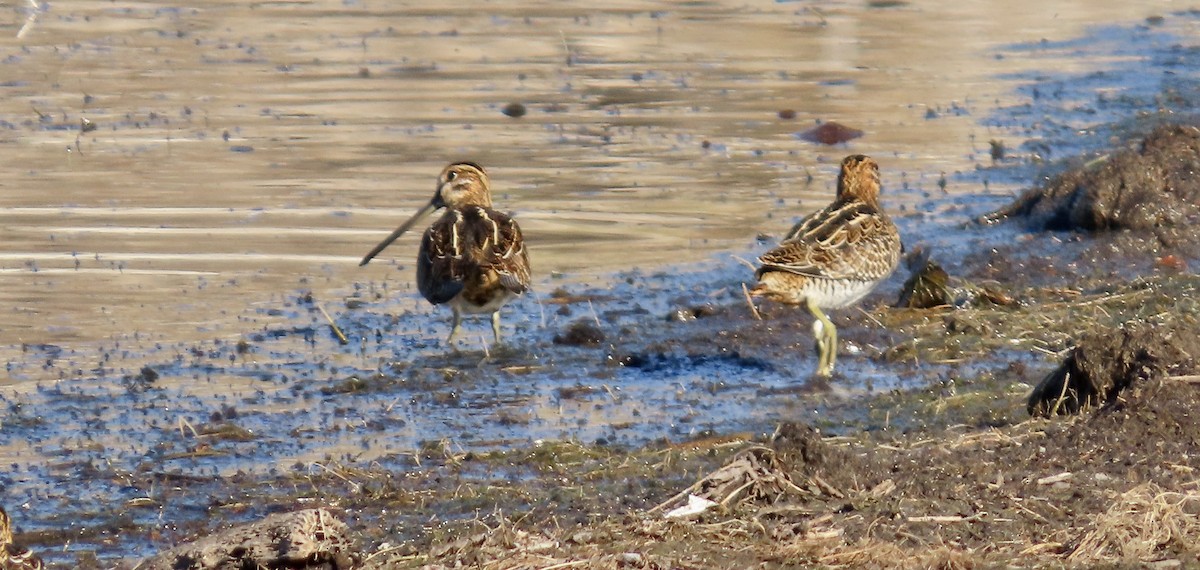 Wilson Suçulluğu - ML644691444