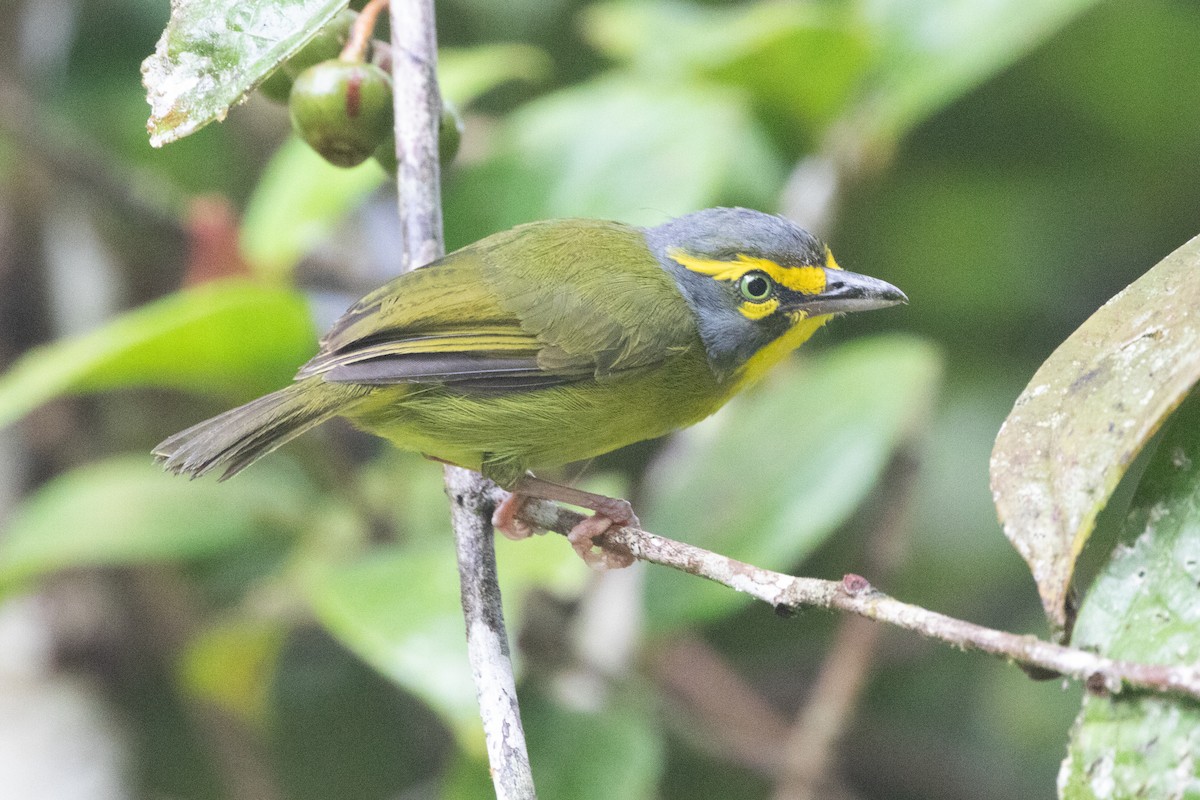 Ak Kulaklı Koca Vireo - ML644691447