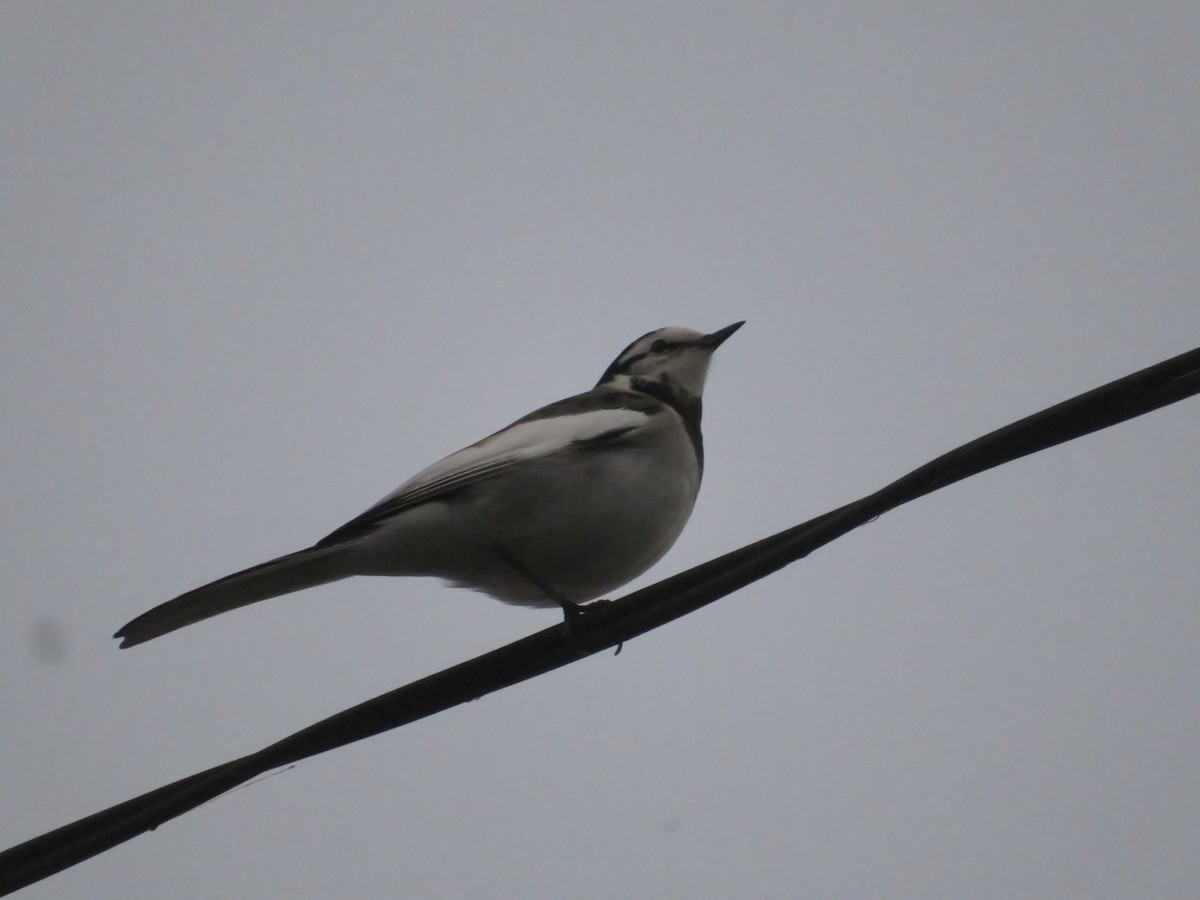 Ak Kuyruksallayan - ML644691448