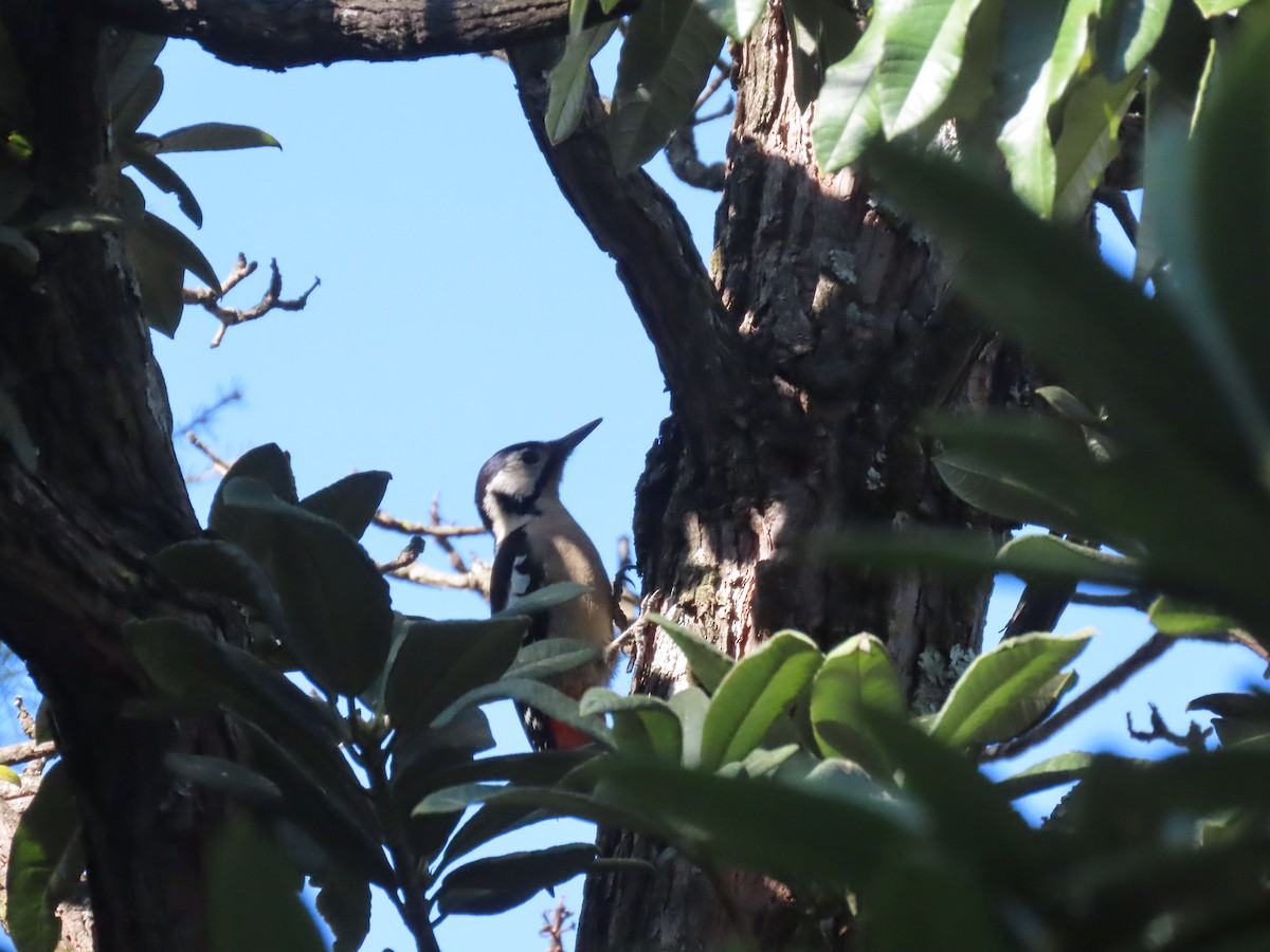 Himalaya Ağaçkakanı - ML644691449