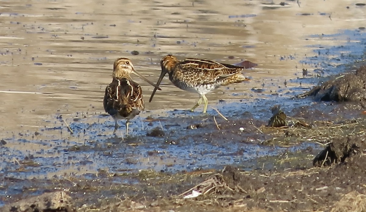 Wilson Suçulluğu - ML644691450