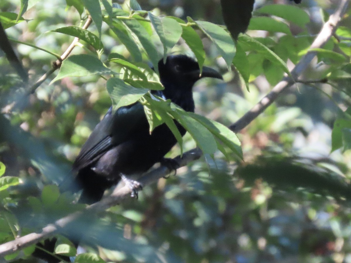 Hair-crested Drongo - ML644691451