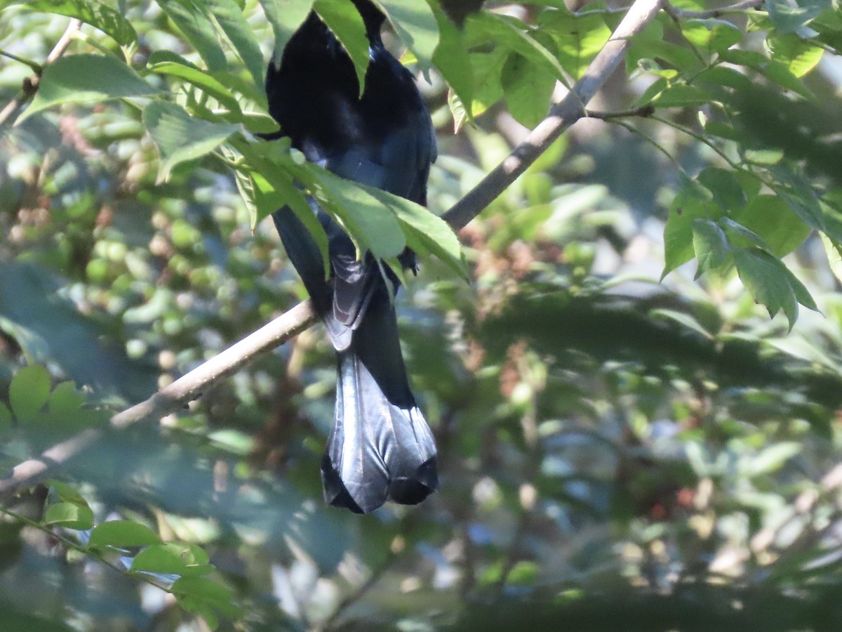 Hair-crested Drongo - ML644691452