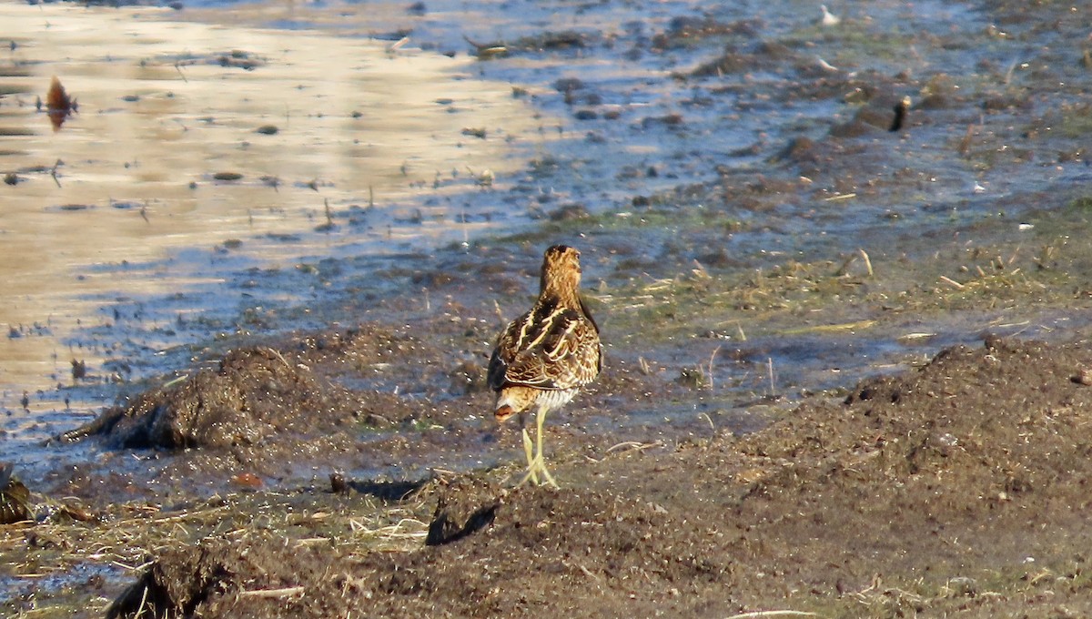 Wilsonbekassine - ML644691453