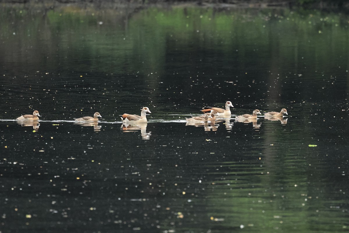 Ouette d'Égypte - ML644691457