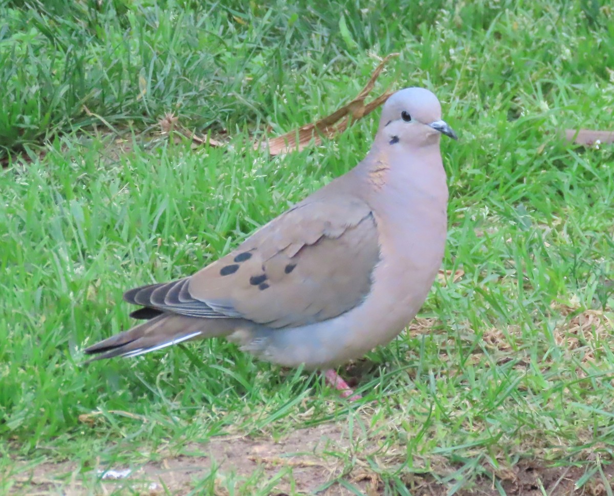 hrdlička černouchá - ML644691460