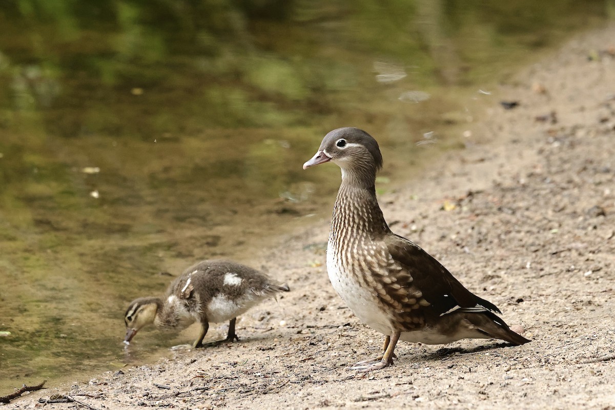 Canard mandarin - ML644691461