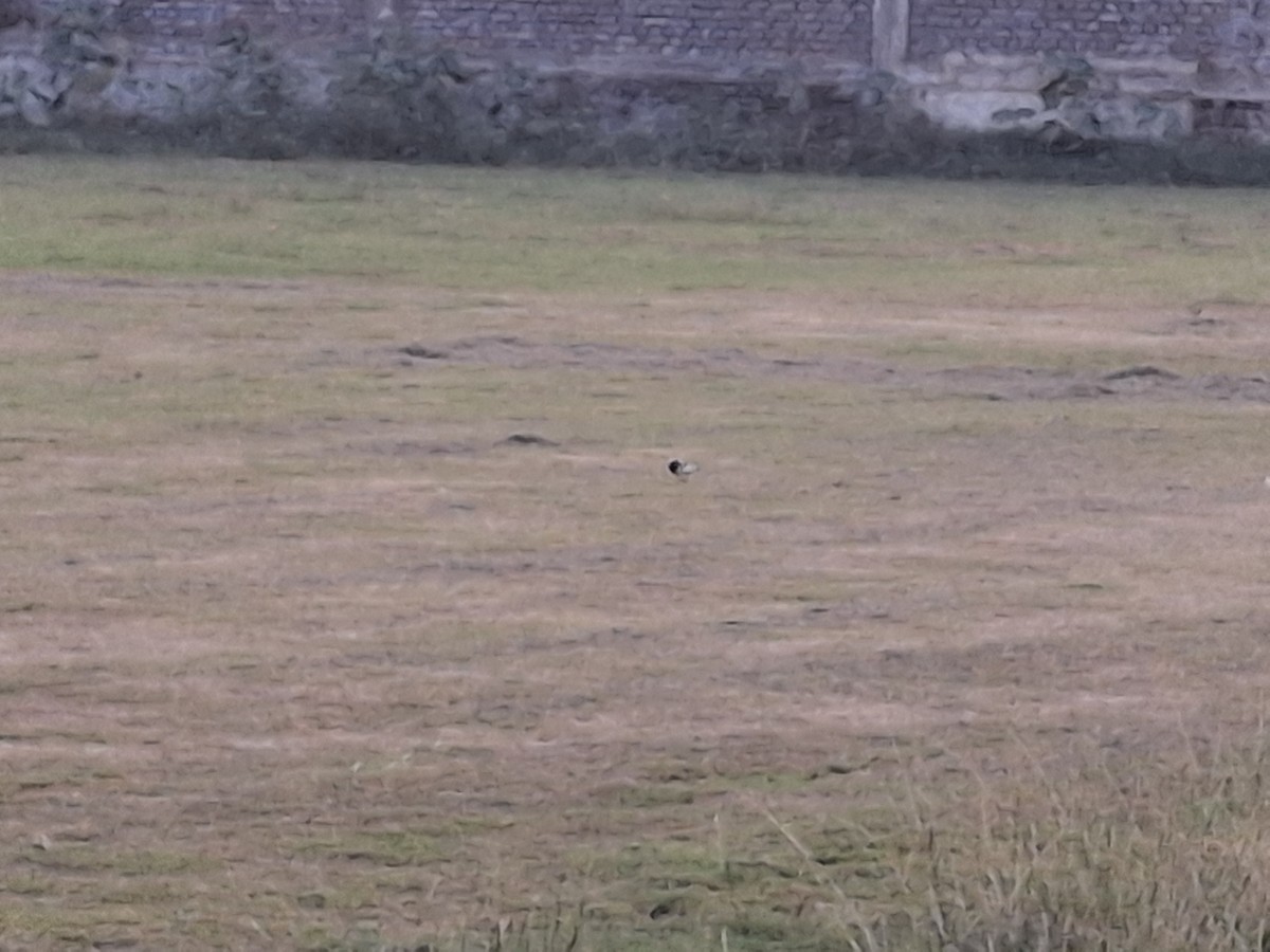 Bergeronnette indienne - ML644691466